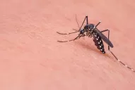 ¿Cuáles son los síntomas más comunes del dengue?