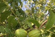 Trabajan para dar marco legal a la certificación de variedades de pecán