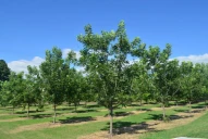 Pecán: Tucumán cuenta con condiciones que favorecen la planta