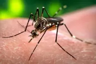 Dengue: el año que perdimos la inocencia ante la patología