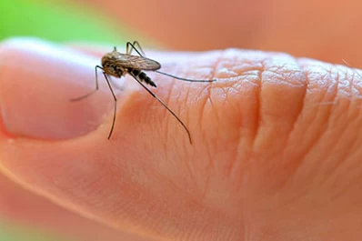 Hicieron fumigaciones por el dengue