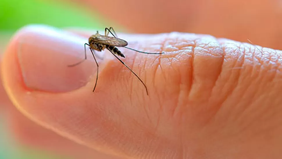 Hicieron fumigaciones por el dengue