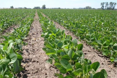 Por retenciones, el NOA dio U$S 9.000 millones al Estado en 18 años