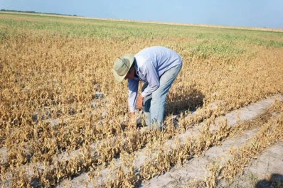 Los costos de la soja estarían por encima de los rindes históricos