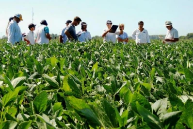 Investigación en granos: la Eeaoc suspendió el tradicional Día de Campo en Overa Pozo