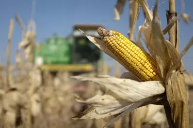 El maíz en tiempos de pandemia, el preocupante informe de productores tucumanos