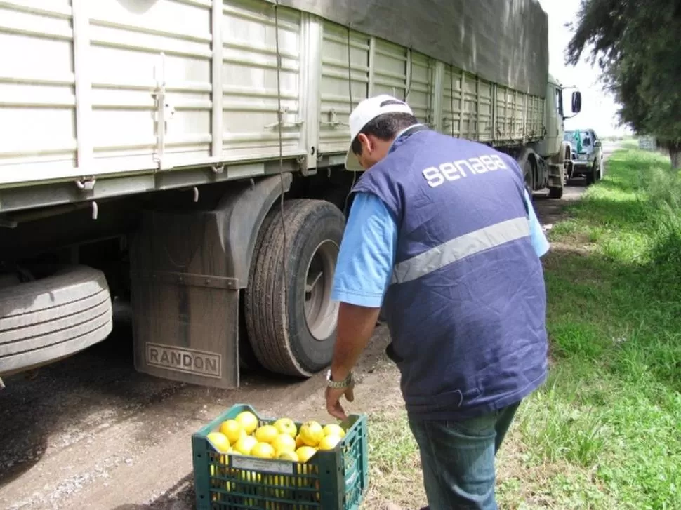 GARANTIZADOS. En Tucumán se dan los servicios para la actividad citrícola.  