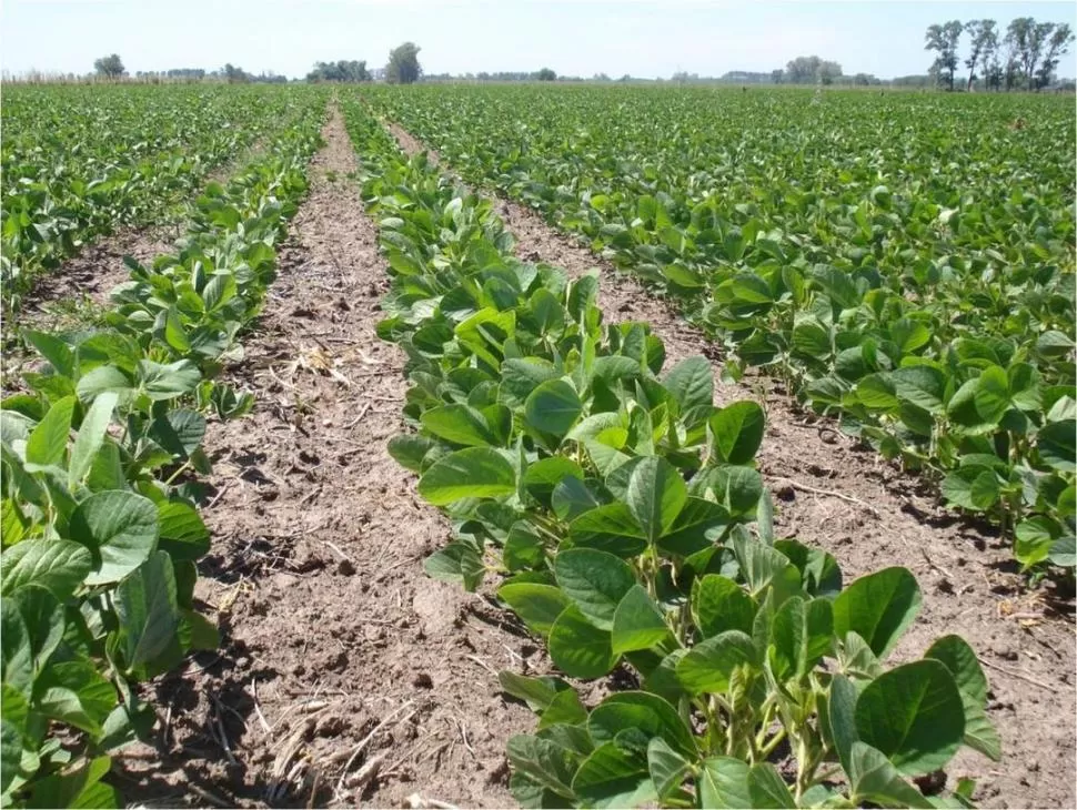 RASGO. La producción agrícola es una actividad económica de alto riesgo: está expuesta a las condiciones climáticas. 