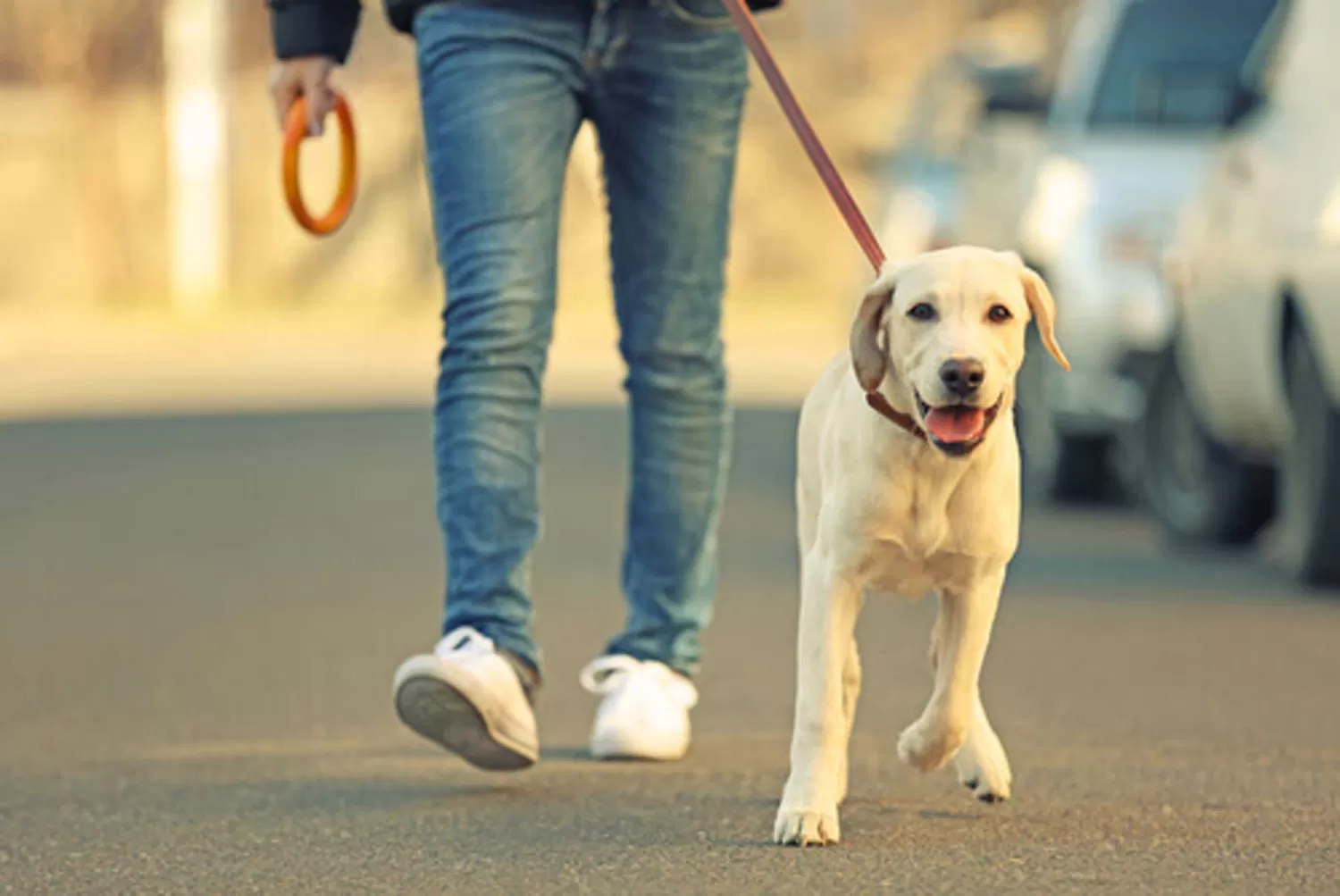 PRECAUCIÓN. Durante la cuarentena, tanto amo como el perro deben exponerse el menor tiempo posible. FOTO TOMADA DE MISANIMALES.COM