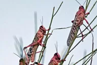 Reporte Rural: el Estado y los privados, contra el coronavirus