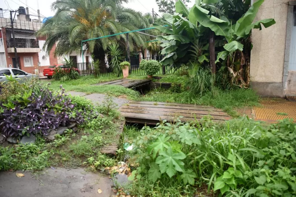 INMEDIACIONES DEL PARQUE 9 DE JULIO. El césped alto, la mucha vegetación y la lluvia favorecen el desarrollo del mosquito. 