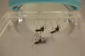 Derriban mitos sobre el dengue y el mosquito Aedes aegypti