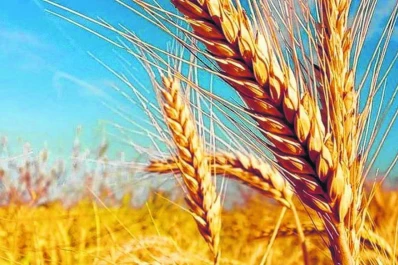 Reporte Rural: la esperanza de volver a ser granero del mundo