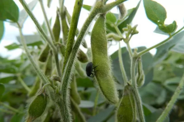 Recomendaciones de la Eeaoc: consejos contra las plagas en fases finales de la soja y e iniciales del trigo