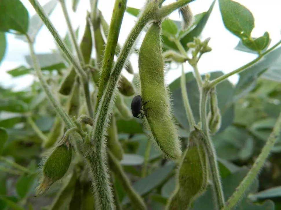 ATENCIÓN. Especialistas aconsejaron a los productores de soja que presten especial cuidado ante la presencia de picudo negro y de chinches, debido a que ambas plagas se alimentan del grano, por lo que afectan directamente los rindes.  