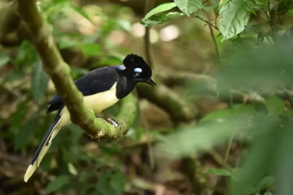 La cuarentena hizo bajar la contaminación ambiental