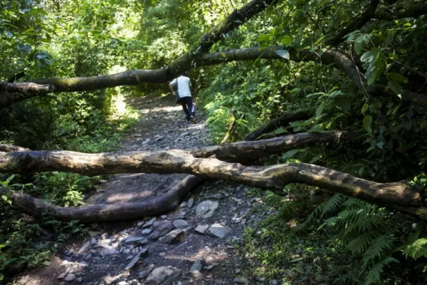 Hoy, en LA GACETA Central: el impacto que está teniendo la cuarentena en el medioambiente