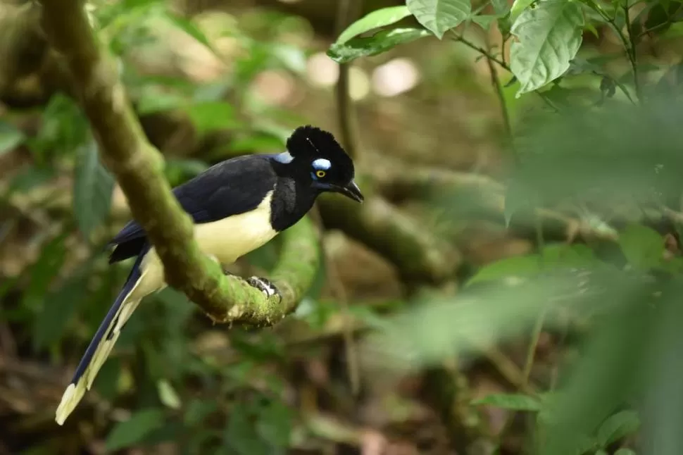 LOROS. Las aves serán los animales que más se empezarán a ver en zonas urbanas. la gaceta / fotos de inés quinteros orio