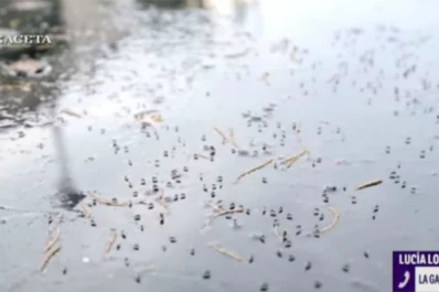 Ya son 670 los casos confirmados de dengue: falsas creencias sobre el mosquito y la enfermedad