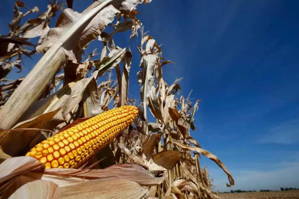 PRESENTE. El maíz se extiende por el país, e involucra a miles de productores.  