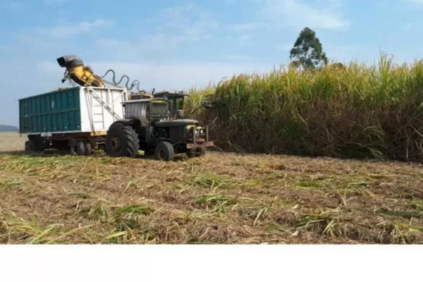 En plena pandemia, se espera que los ingenios produzcan 1,66 millón de toneladas de azúcar