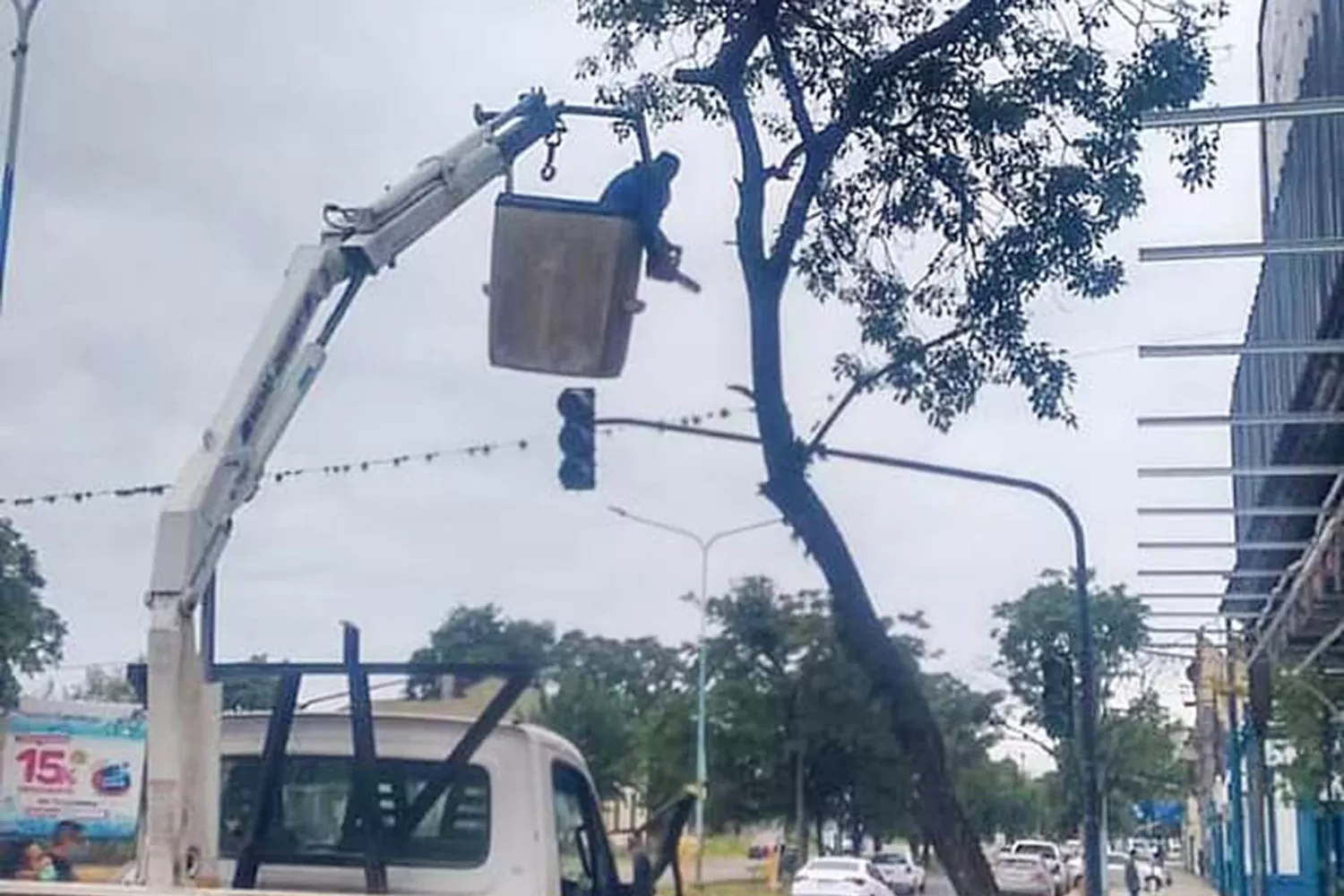 Poda de árboles: la Municipalidad trabaja en zonas céntricas