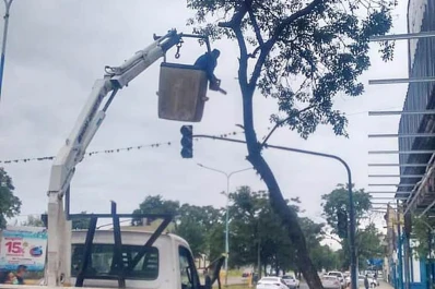 Poda de árboles: la Municipalidad trabaja en zonas céntricas