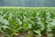 Productores tabacaleros piden al Gobierno que permita la fabricación de cigarrillos