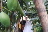 Dengue: dudan de la efectividad de fumigar