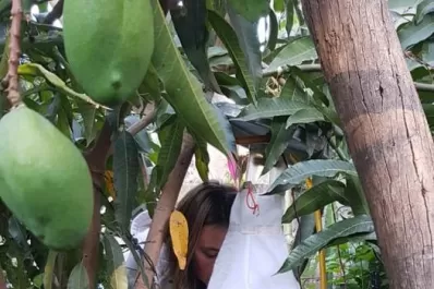 Dengue: dudan de la efectividad de fumigar