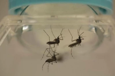 Dengue en Tucumán: cómo actúa el Aedes Aegypti cuando baja la temperatura