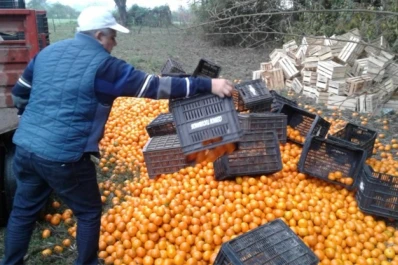 En plena campaña cítrica sigue la lucha contra el HLB