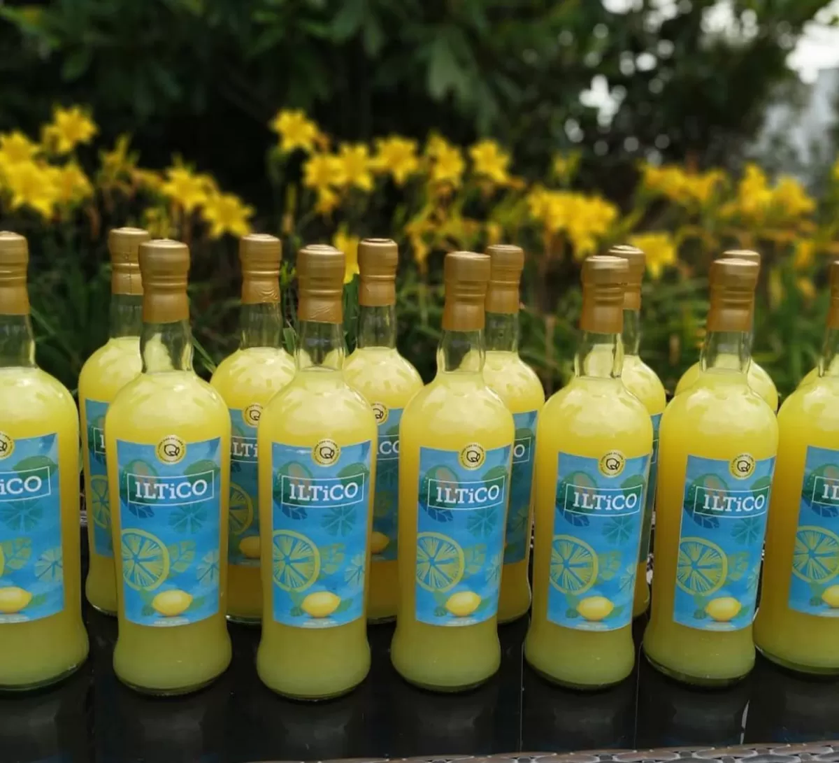 Los limones taficeños también se utilizan para fabricar licores