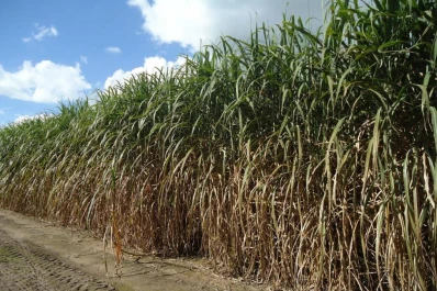 Caña de azúcar: cualquier productor puede tener un buen semillero