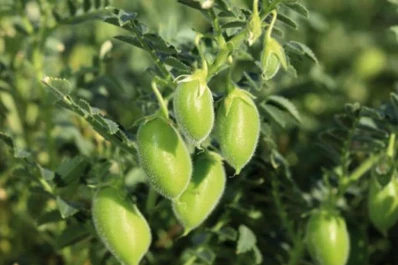 La pandemia puede hacer subir el precio de algunas legumbres