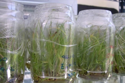 Caña de azúcar: la semilla garantiza vigor, sanidad y calidad genética