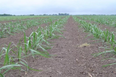 Recomendaciones de la Eeaoc para un momento clave en la vida de un cañaveral: la plantación