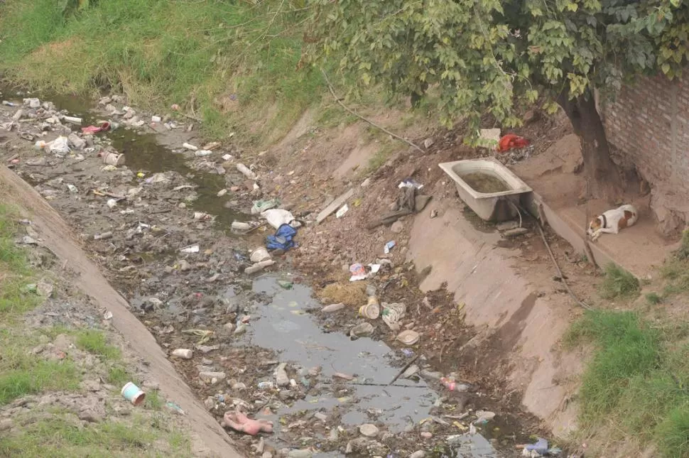 PELIGROSOS. En los sitios con agua estancada el Aedes aegypti pone los huevos y se crían las larvas. 