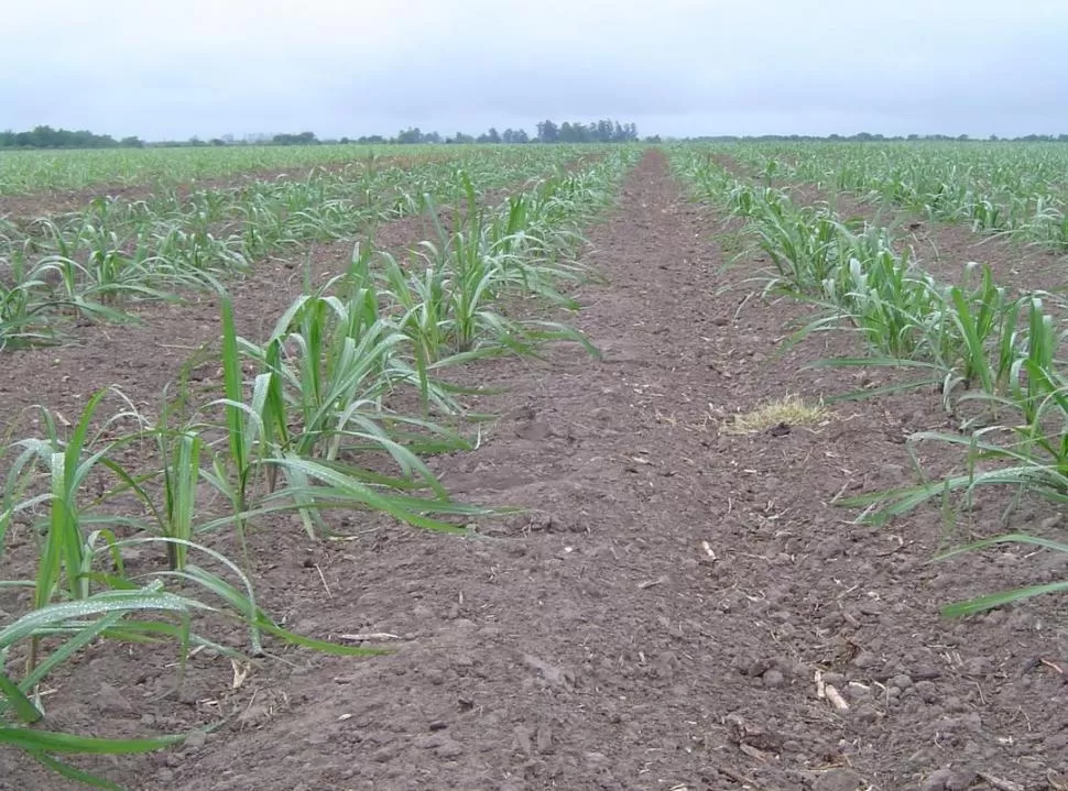 DETALLE. Atender los consejos de los expertos redundará en cañaverales más productivos y longevos: de malas plantaciones no nacen buenos cañaverales.  