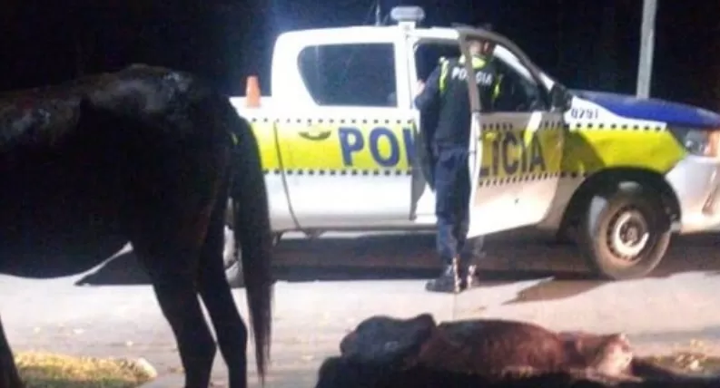 Maltrato animal en Tucumán: rescatan a dos caballos usados para tracción a sangre