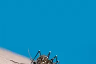 Quieren aplicar la Ley de Contravenciones a quienes propicien los criaderos de mosquitos