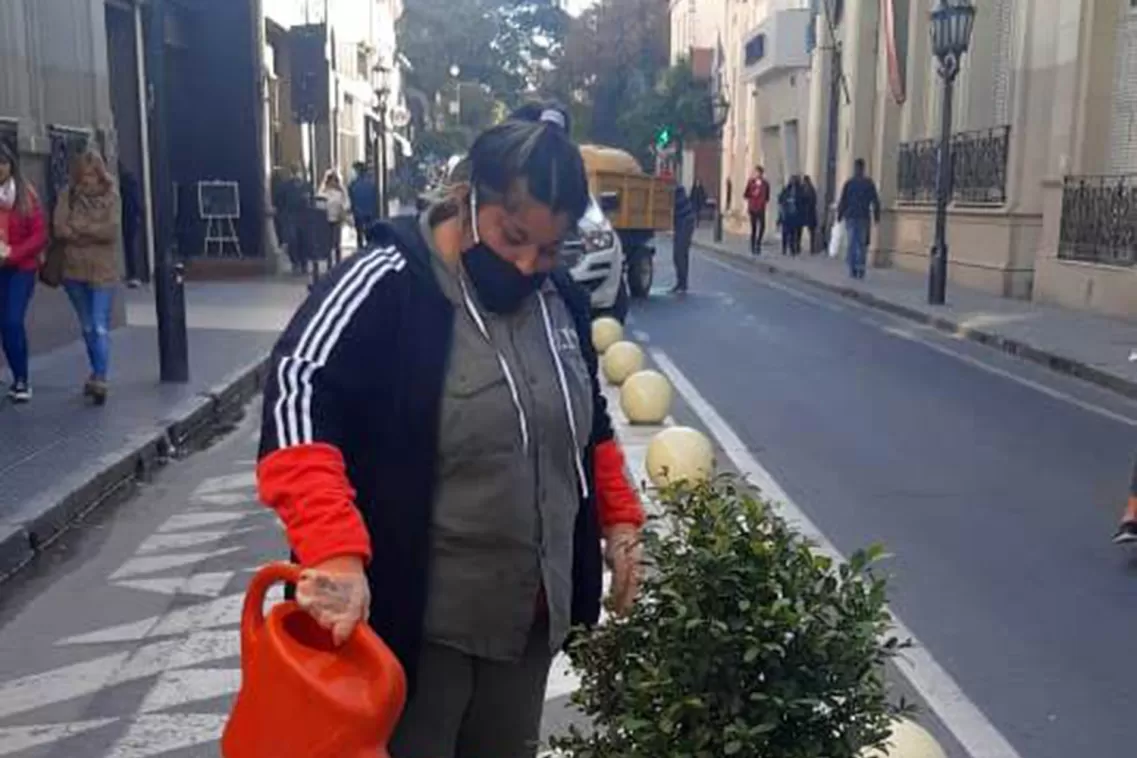 Arbolado urbano: programa de mantenimiento de la vegetación ornamental