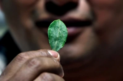 En Jujuy regalarán paquetes de hojas de coca incautada