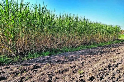 Producción orgánica, una oportunidad para el país