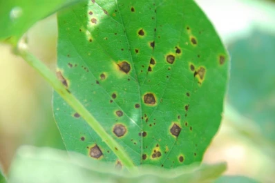 Sugieren prestar atención a la “mosca del tallo”