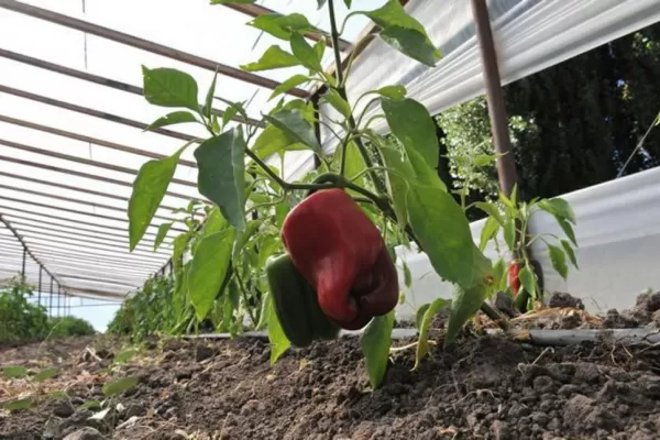 En carpas plásticas la producción de pimiento es continua