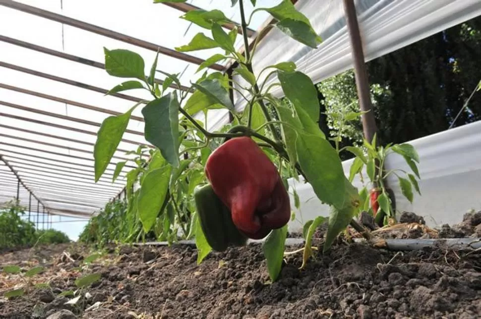 RECURSO FUNDAMENTAL. Pese al clima de Tucumán -subtropical con estación seca; veranos cálidos y lluviosos, e inviernos fríos y secos-, las heladas hacen necesario el uso de carpas plásticas.  