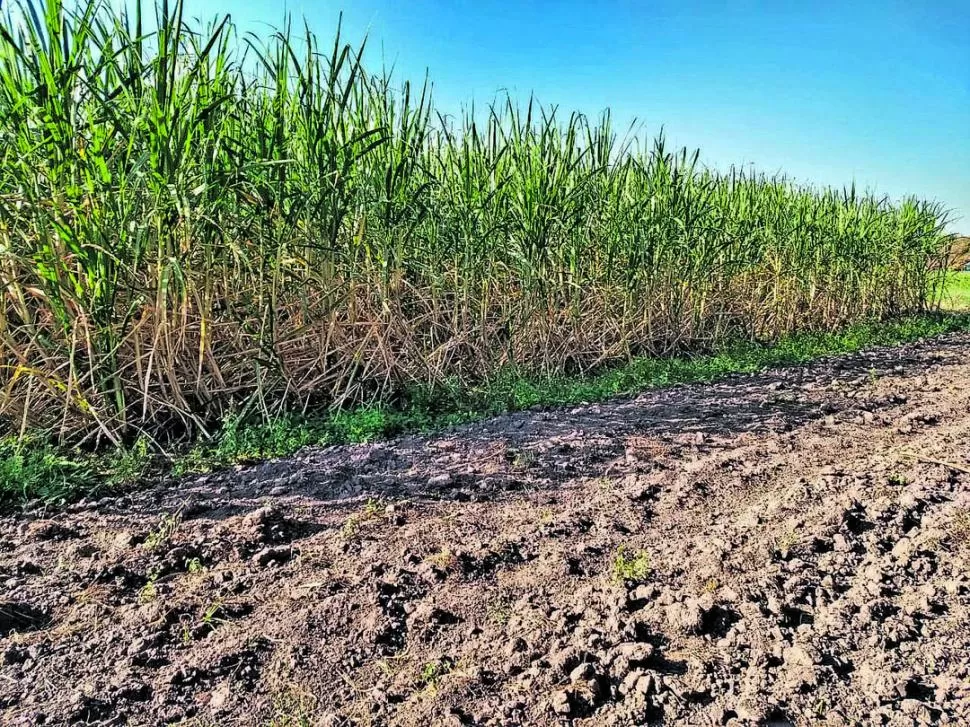 ÁMBITO LOCAL. En Tucumán hay unos 43 productores orgánicos registrados, que ocupan alrededor de 20.000 ha. 