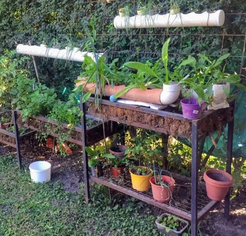 Hidroponia: cómo hacer una huerta diferente