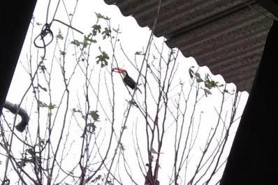 Un tucán se posó a comer higos en Choromoro y un lechuzón negruzco apareció en Tafí Viejo